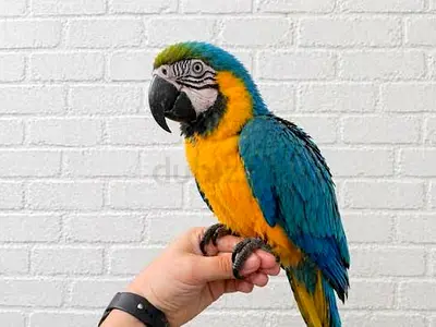 Macow parrots