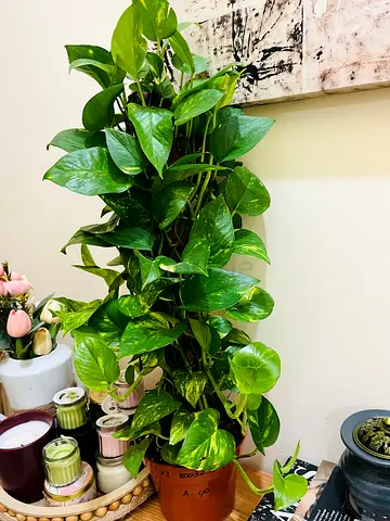 Large Healthy Golden Pothos (Epipremnum aureum) in Pot - Indoor Climbing Plant