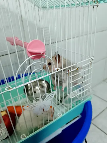 Hamster
