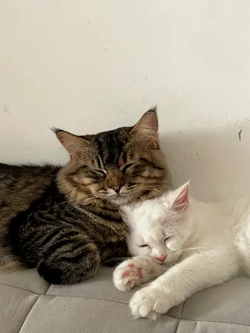 Siberian and Persian Cats