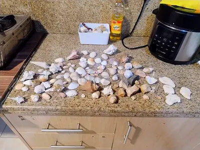 EXTREMELY CHEAP!!! Only 12 AED!!!Bigger sized seashells, mollusk shells and maybe some ambergris!!!