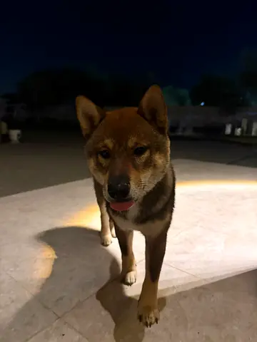 Friendly medium-sized dog available for adoption — well-behaved and affectionate