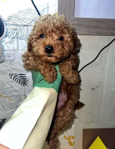 pet