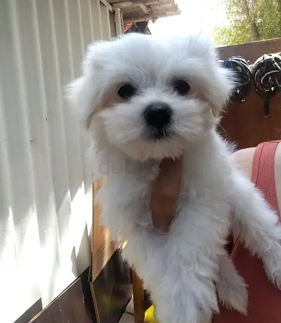 pet
