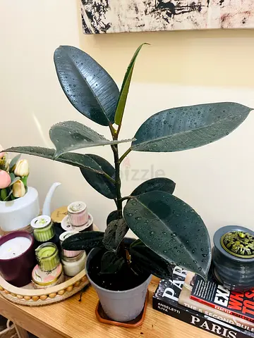 Rubber Plant (Ficus elastica) - Healthy Indoor Potted Plant