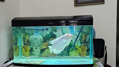 Aquarium for sale ,fish free for adoption