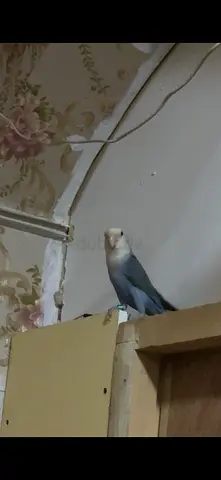 Parrots birds