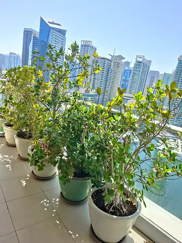 Plants for sale