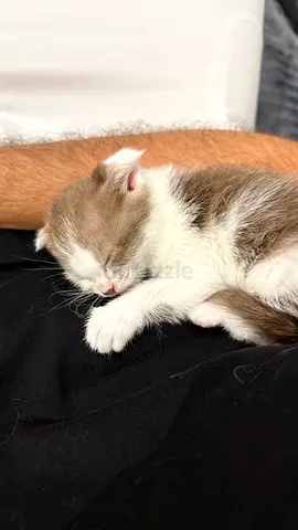 Female Scottish Fold Kitten Looking for a Serious New Family