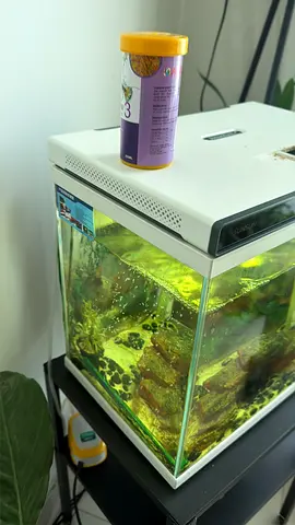 Small planted glass aquarium tank with filter and accessories