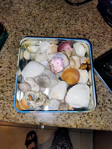 CHEAP!!! 5 AED only!!! Assortment of seashells in Kinder Box