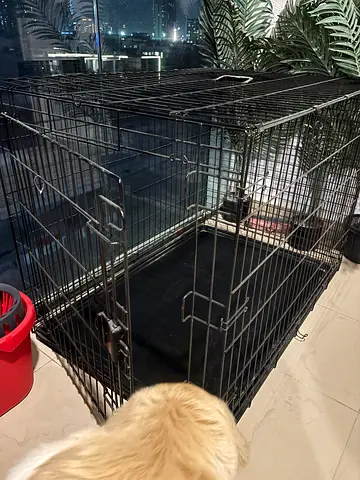 Home  for dog