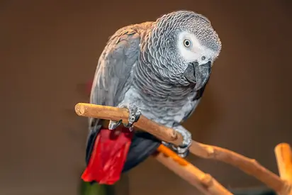 Africa Gray parrots