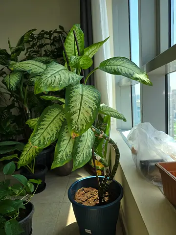 Dieffenbachia (Dumb Cane) indoor potted plant - healthy, green foliage