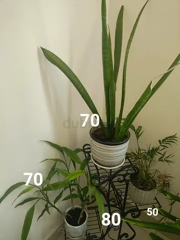 VARIOUS PLANTS AND PLANT STAND FOR SALE