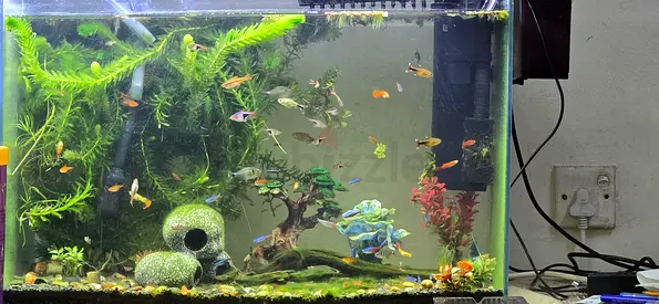 small tropical fish for exchange