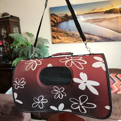 Cats and dogs carriers for air travel cabin