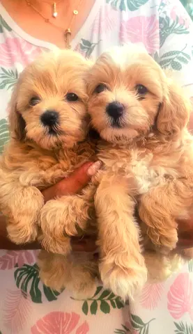Maltipoo female puppy