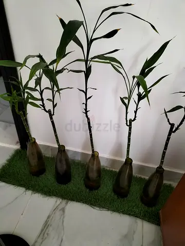 Lucky Bamboo Plants in Glass Vases