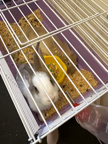 Two young pet rabbits with cage and accessories