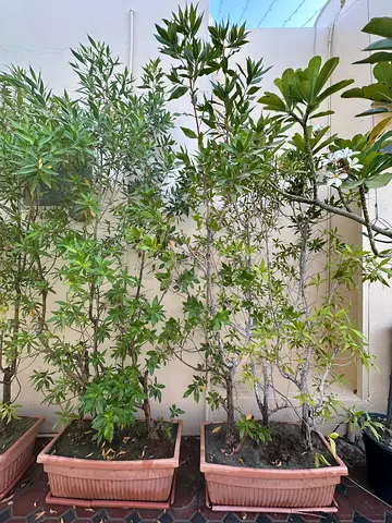 Outdoor potted shrubs — set of 16 mature plants, ready for transplanting