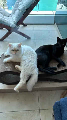 Two cats