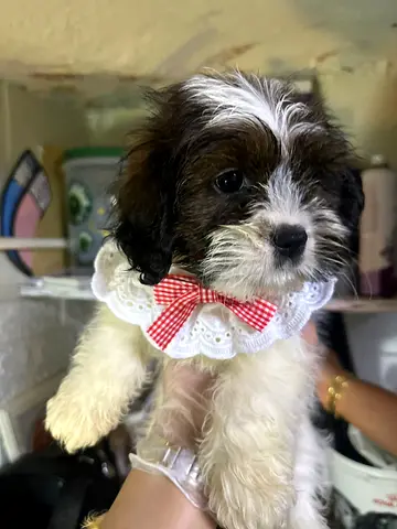 Adorable small breed puppy, 2-3 months old, ready for a loving home