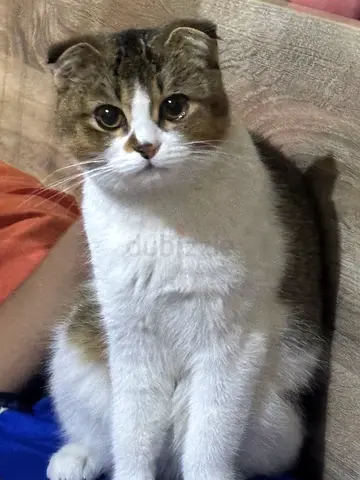 Pure Scottish fold free for adoption