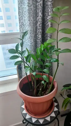 PLANT FOR SALE
