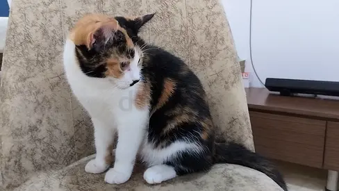 Free Adoption - 6 months old - Female - Tri  colour