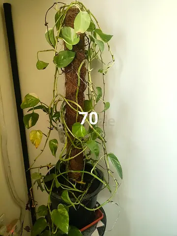 PLANT FOR SALE