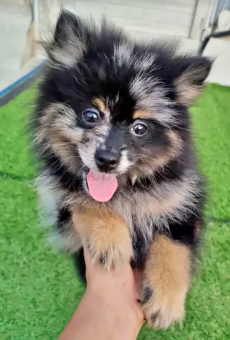 pet