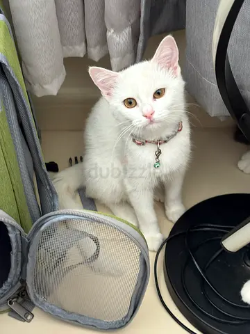 5 months old, female, playful kitten up for adoption