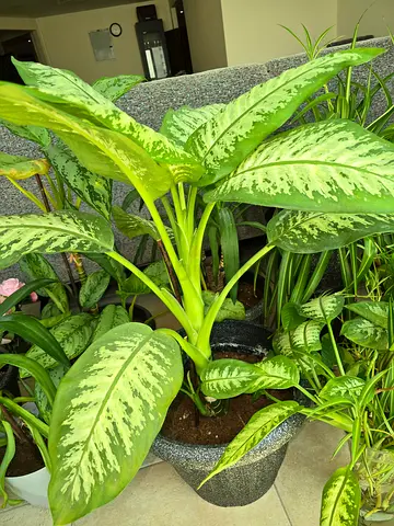 Dieffenbachia (Dumb Cane) Indoor Plant - Healthy Large Pot with 75cm height