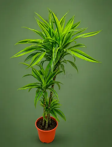 Dracaena plant indoor