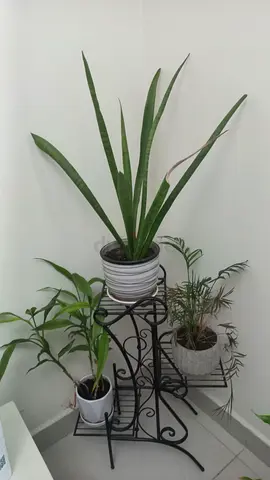 VARIOUS PLANTS FOR SALE