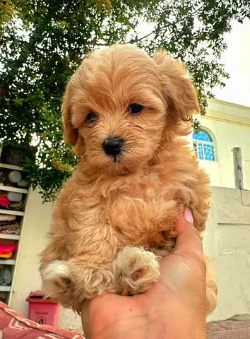 Maltipoo female