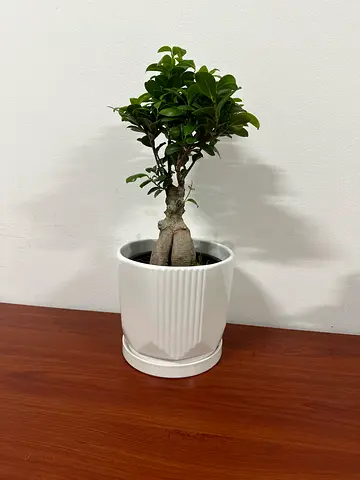 Small Indoor Bonsai in White Ceramic Pot - Ready to Display