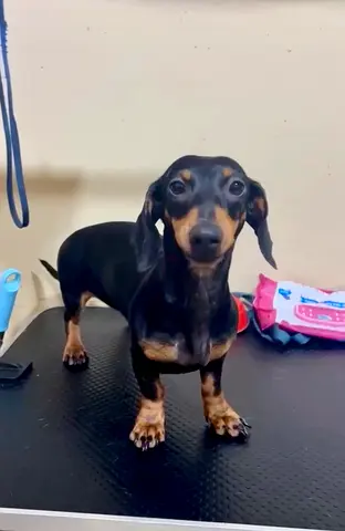 pet