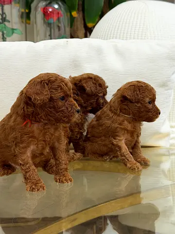 Toy poodle male and female