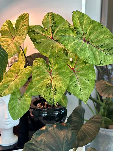 Variegated Indoor Caladium Plant