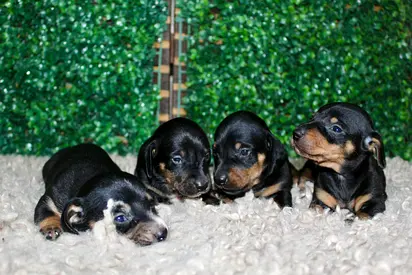 Litter of 4 Miniature Pinscher/Dachshund-look Puppies - Very Young