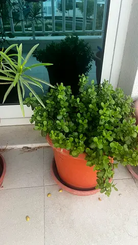 Jade Plant or Elephant Bush outdoor plant
