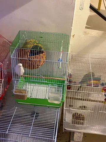 Pets
