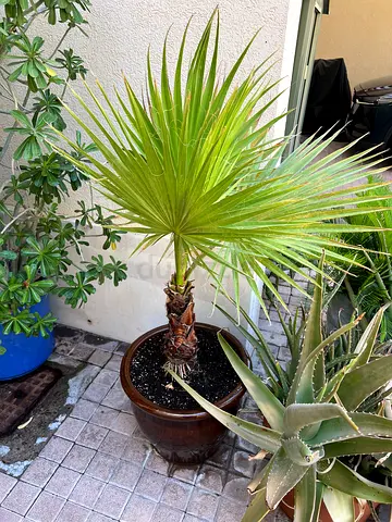 Palm tree