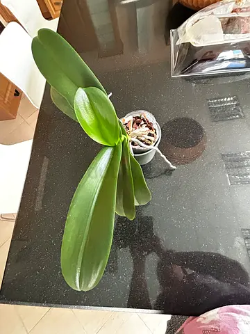 Plants for Sale