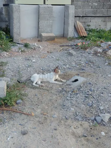 Urgent cat and kittens for free adoption