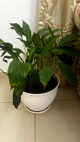 Peace lily indoor plant