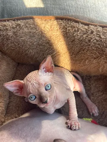 قط فرعوني صغيرsphynx kitten