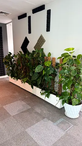 Large Indoor Money Plant